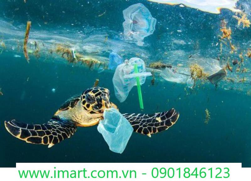 rùa biển bị mắc kẹt trong nhựa