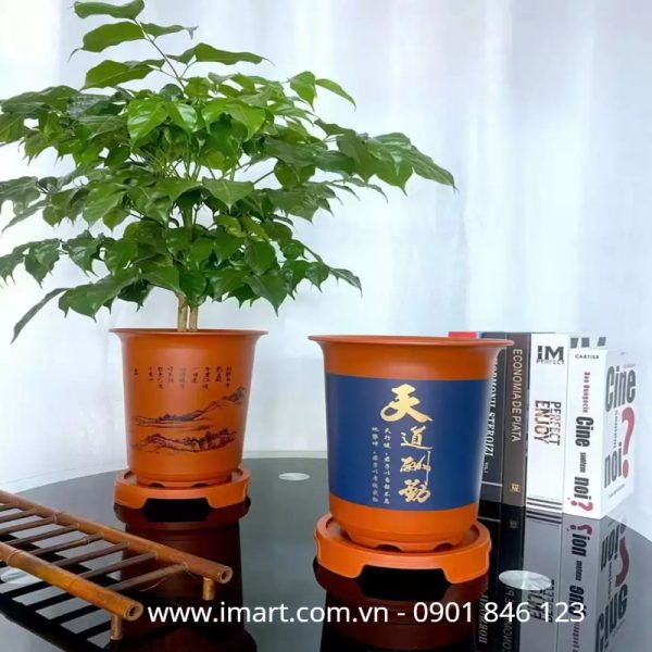Chậu nhựa trồng hoa phong lan đẹp trang trí Tết